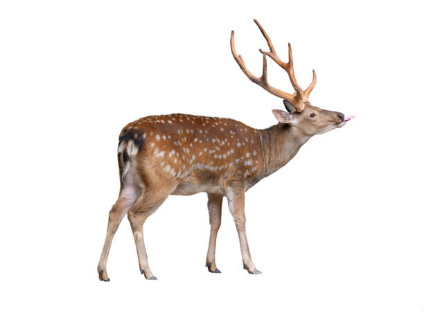 istock male European fallow deer isolated on a white background 2185518421