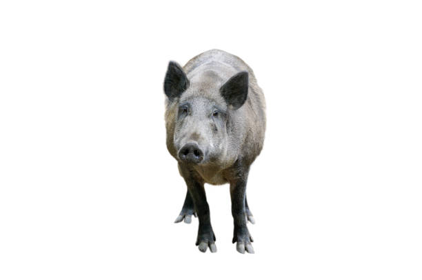 wild pig isolated on white background