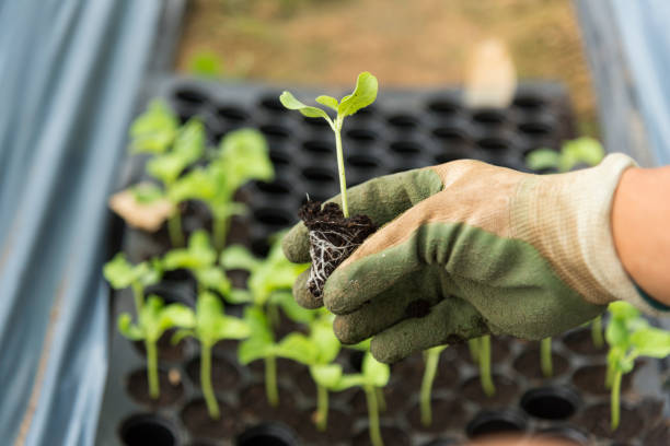 Plant the melon sapling in the soil