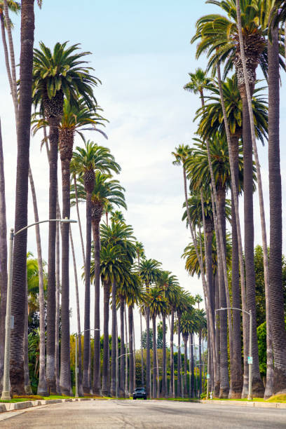 istock Iconic Beverly Hills street lined with towering palm trees under a bright sunny sky 2185520519