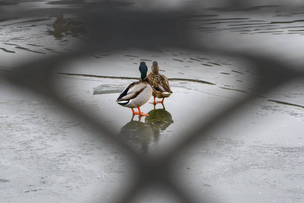 A romantic couple of ducks on an ice floe on a winter river, shot through a fencing grid. Concept. Background