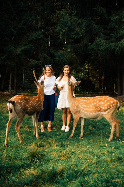 istock Two beautiful women stands in a grassy forest , feeding and interacting with two friendly deer. She is smiling and enjoying the peaceful moment surrounded by nature. 2185522969