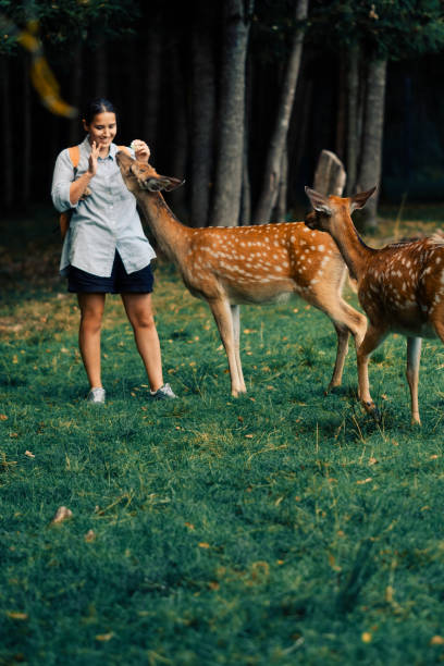 istock A woman stands in a grassy forest , feeding and interacting with friendly deer. She is smiling and enjoying the peaceful moment surrounded by nature. 2185523096