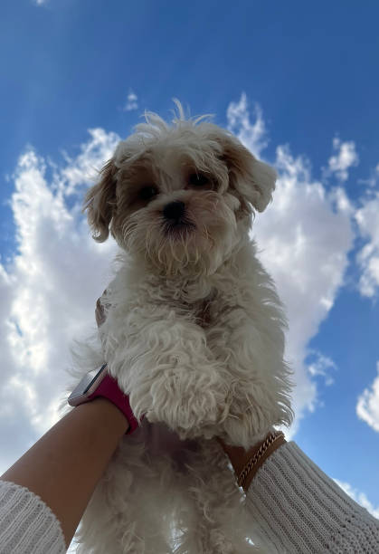 istock Close-up of a puppy with a sky background 2185523853