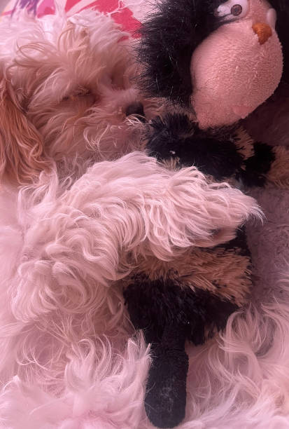 istock Close-up of a sleeping puppy with its toy 2185523854