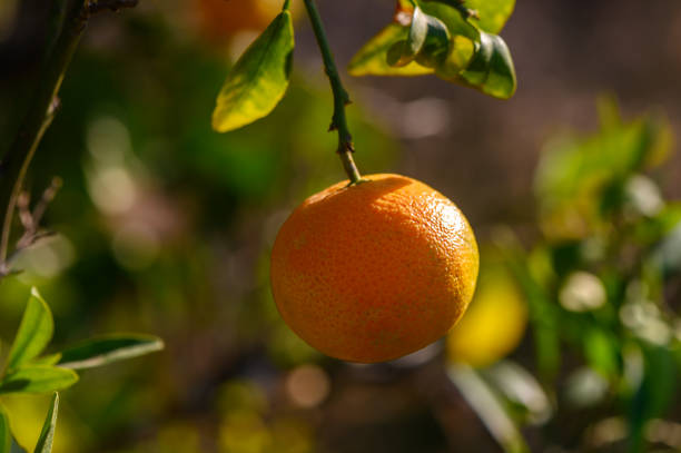 Sunlight illuminates a ripe orange, suspended among vibrant green leaves in a tranquil orchard moment.