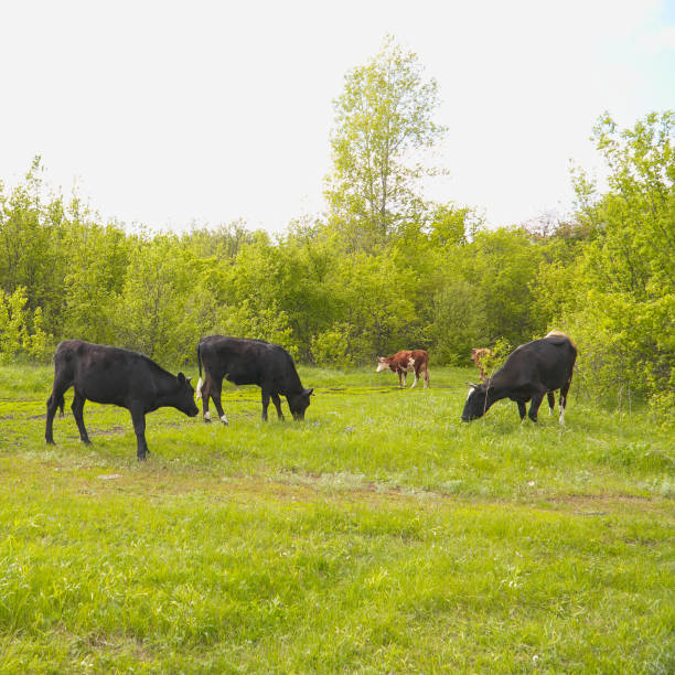 A herd of cows grazing in a green meadow