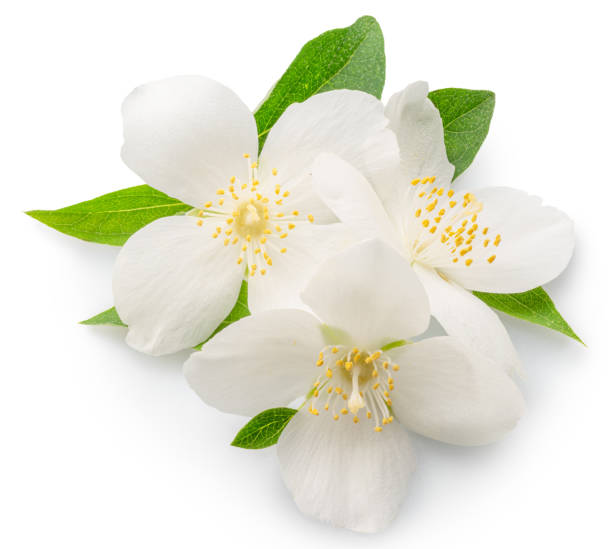 istock Delicate jasmine flowers isolated on white background. File contains clipping paths. 2185524497
