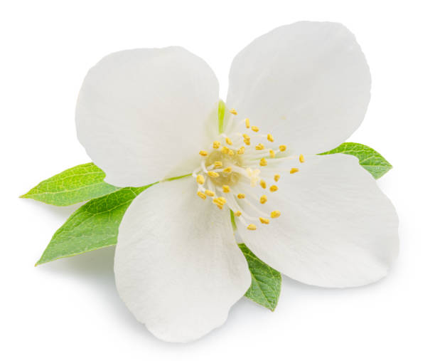 istock Delicate jasmine flower isolated on white background. File contains clipping path. 2185524501