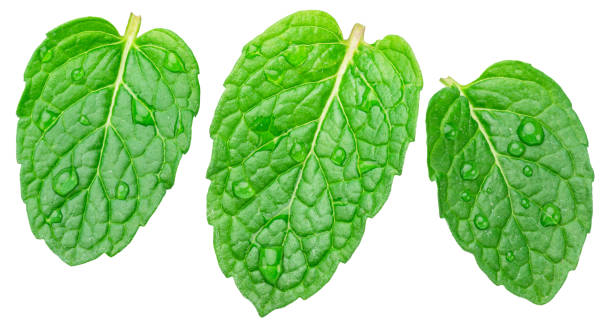 istock Three green fresh peppermint leaves with water drops isolated on white background. Full depth of field. File contains clipping paths. 2185524506