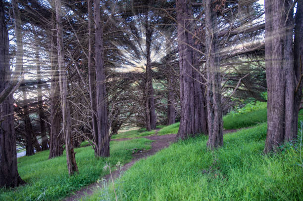 istock Mystic sunset rays view in natural forest path, green landscape 2185525796