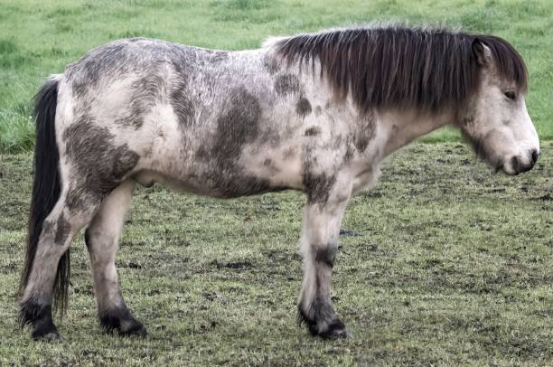 istock Icelandic horse standing on green grass field 2185526905