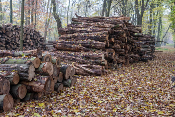 Stacked logs in a Minnesota forest.