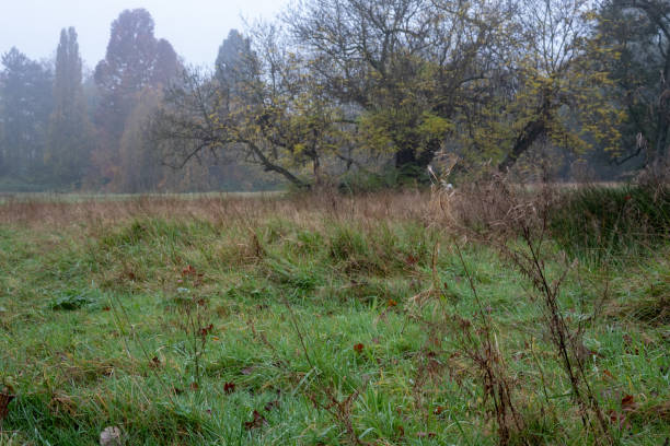 Fog is covering meadow and trees in autumn