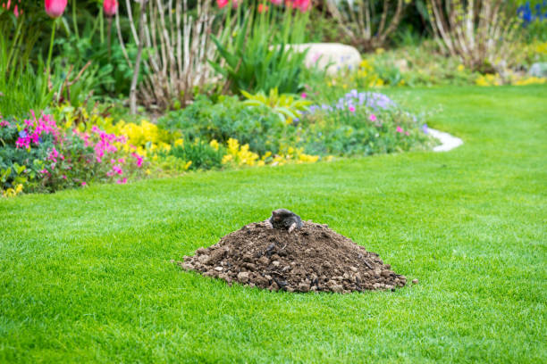 istock Mole peeking from the mole hill in the garden 2185527560
