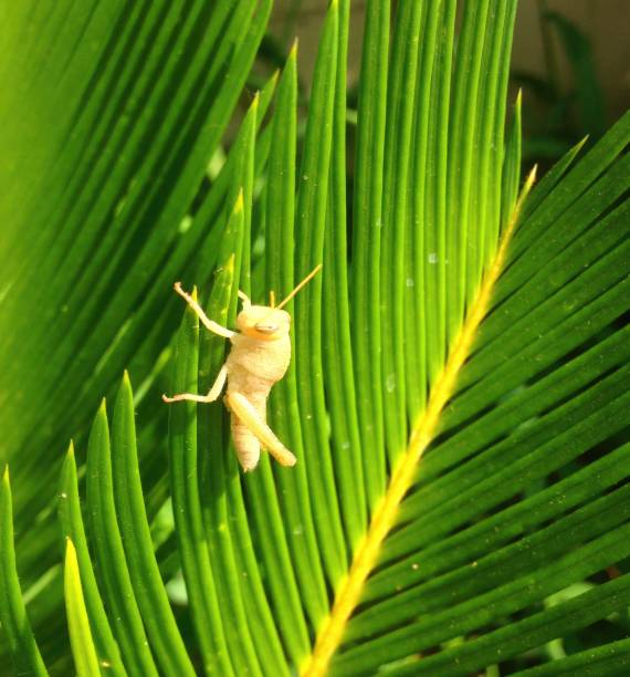 Close-up of a young, light-colored grasshopper clinging to a bright green leaf, showcasing the insect's delicate features and the vibrant colors of nature