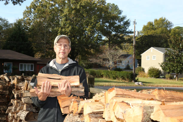 Wood pile from a old oak tree with a mature adult male standing beside it.