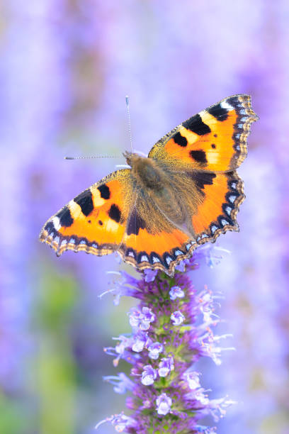 istock Aglais urticae small tortoiseshell butterfly isolated by nature 2185531898