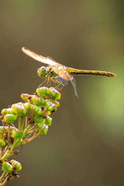 istock Vagrant darter Sympetrum vulgatum resting 2185531938