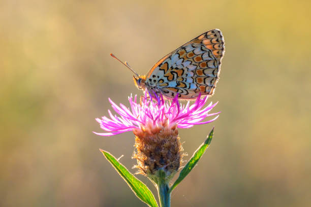 Closeup of a knapweed fritillary, Melitaea phoebe, butterfly resting and pollinating in bright sunlight.