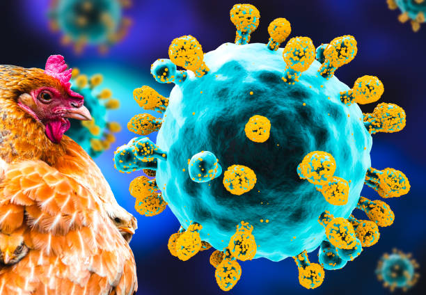 istock avian influenza h5n1 bird flu 2185532044