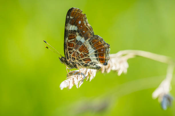 istock The map butterfly, araschnia levana, close-up portrait 2185532059