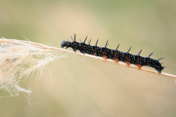 istock Aglais io, Peacock butterfly caterpillar 2185532065