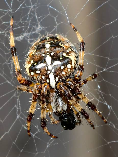 istock Garden spider on its web, showcasing intricate patterns and textures against a blurred background. 2185532809