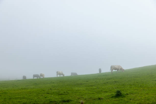A group of cows grazes on a mist-covered hillside, partially obscured by thick fog. The fog creates a mysterious ambiance, blending the cows into the soft, muted landscape