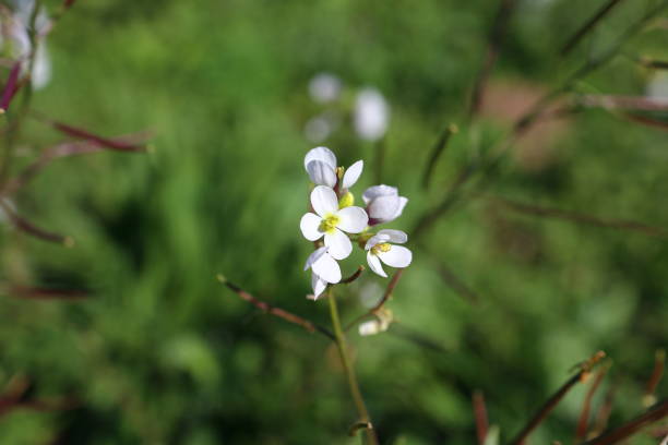 istock arabis alpina flower on a bush 2185533791