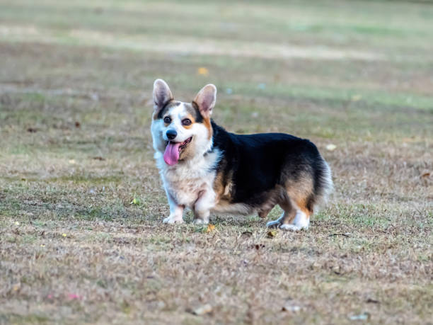 istock Corgi Cardigan Dog 2185533862
