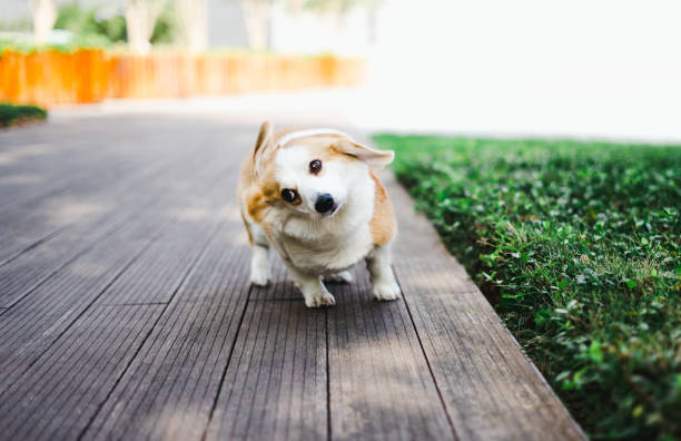 Happy little corgi on the green land