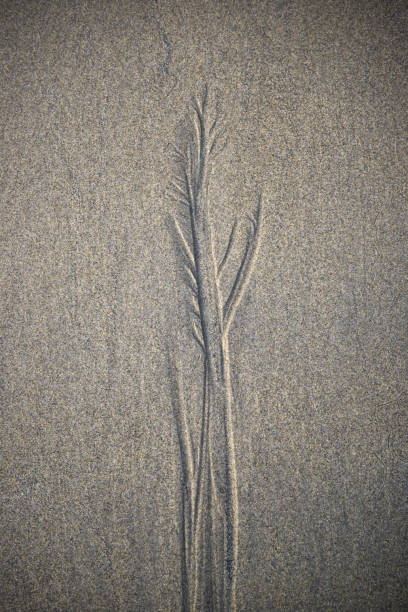 Fractal patterns created in the sand by the recession of tidal waters on a beach in Loiba Espasante Galicia