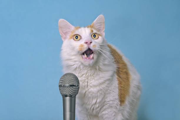 istock Funny cat making funny face with mouth open and singing in microphone. 2185536131