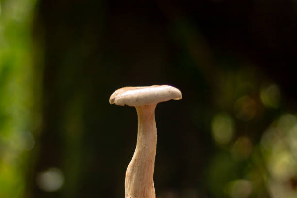 Profile of a mushroom close up on a dark background.