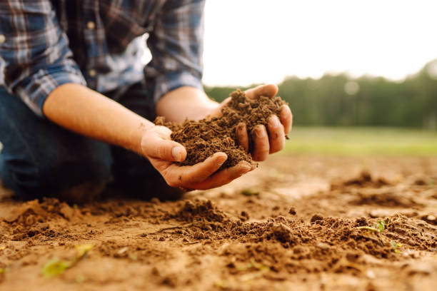 istock Women's hands sort through black soil in the field. 2185540456