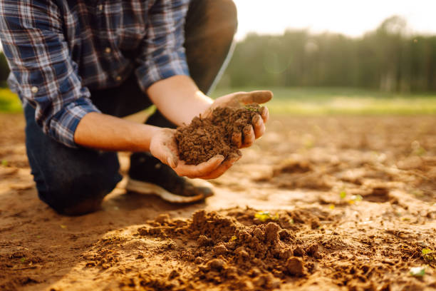 istock Women's hands sort through black soil in the field. 2185540467