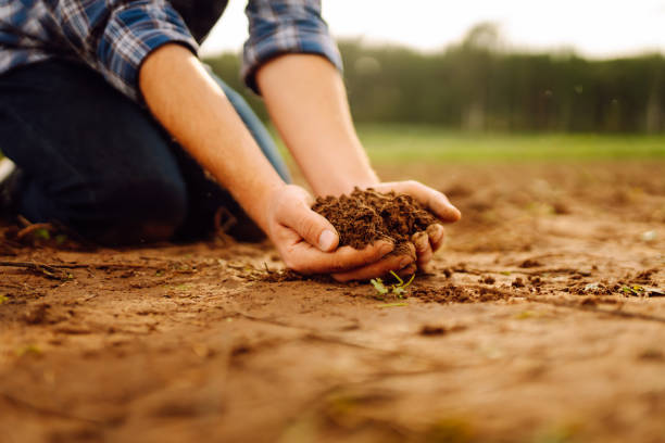 istock Women's hands sort through black soil in the field. 2185540473