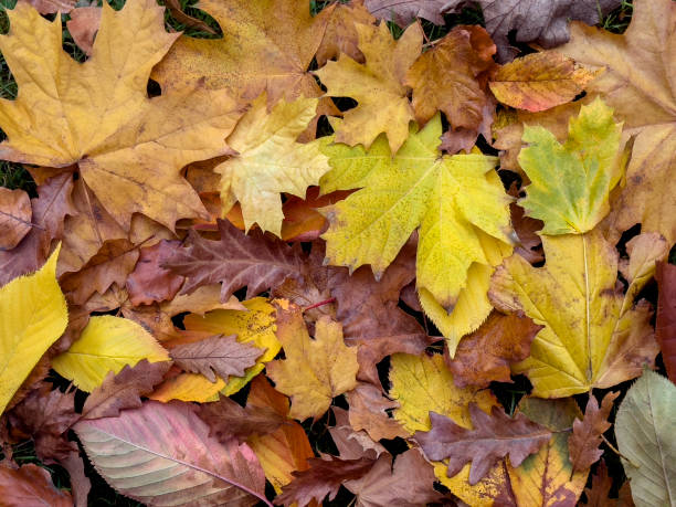 istock Autumn Leaves on the Forest Floor 2185540590