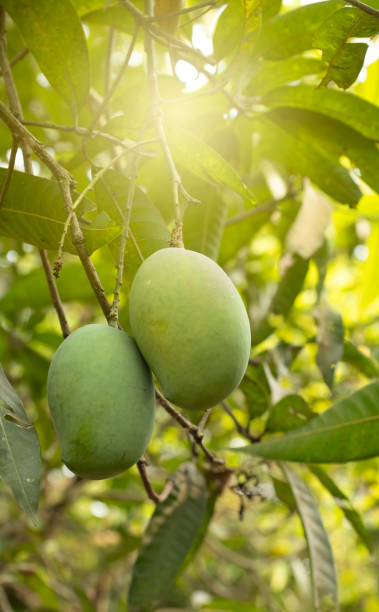 istock Green mangoes hanging on Mango tree with sun light closeup photo 2185540878