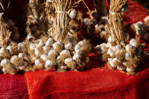organic natural fresh dried mature famous Kastamonu Taskopru garlic
