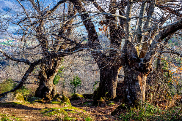 istock Chestnuts in Rozas de Puerto Real. 2185541212