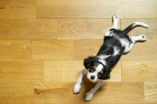 istock Cavalier King Charles Spaniel Dog Puppy tri color 2185541393
