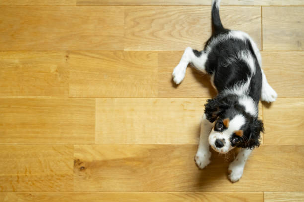 istock Cavalier King Charles Spaniel Dog Puppy tri color 2185541403