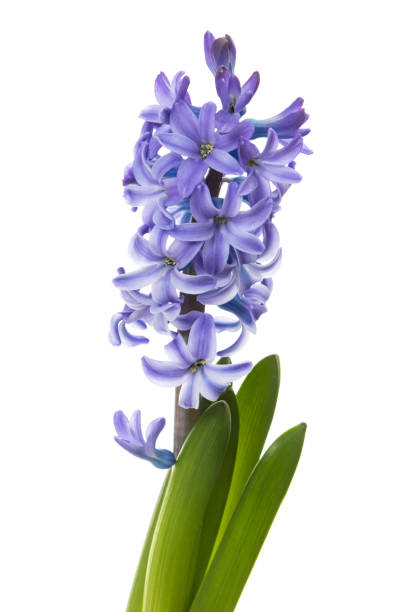 istock Hyacinth flower closeup 2185542194