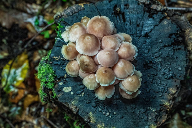 Macro  - Forest - Europe, Romania, Suceava region