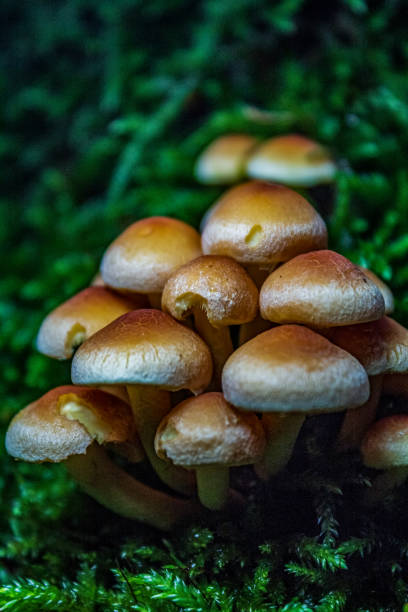 istock Macro  - Forest - Europe, Romania, Suceava region 2185543078