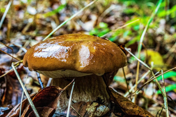 istock Macro  - Forest - Europe, Romania, Suceava region 2185543084