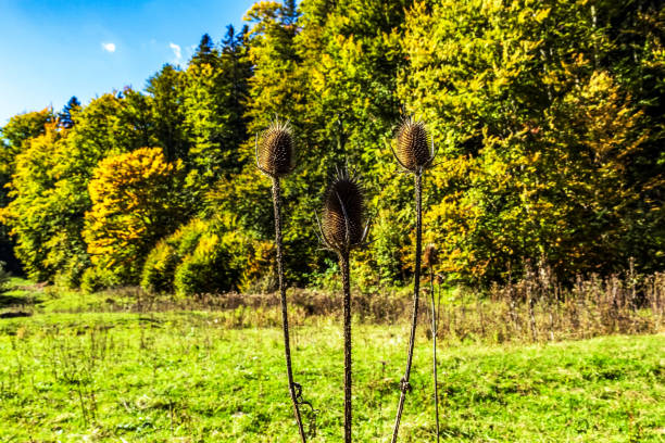 Macro  - Forest - Europe, Romania, Suceava region