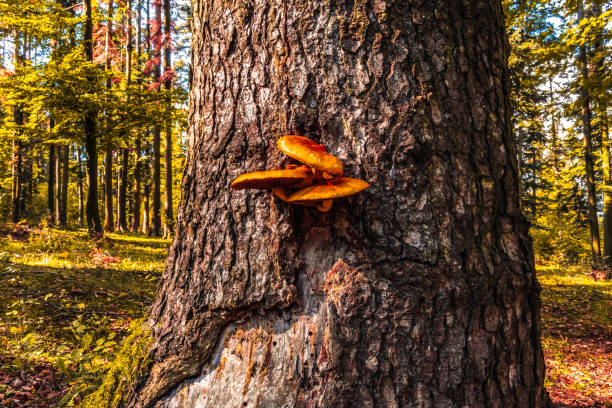 Macro  - Forest - Europe, Romania, Suceava region